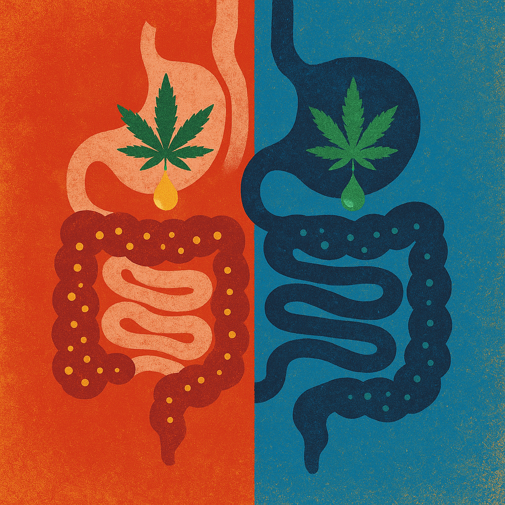 Fasted vs Fed State: Taking CBD with Food